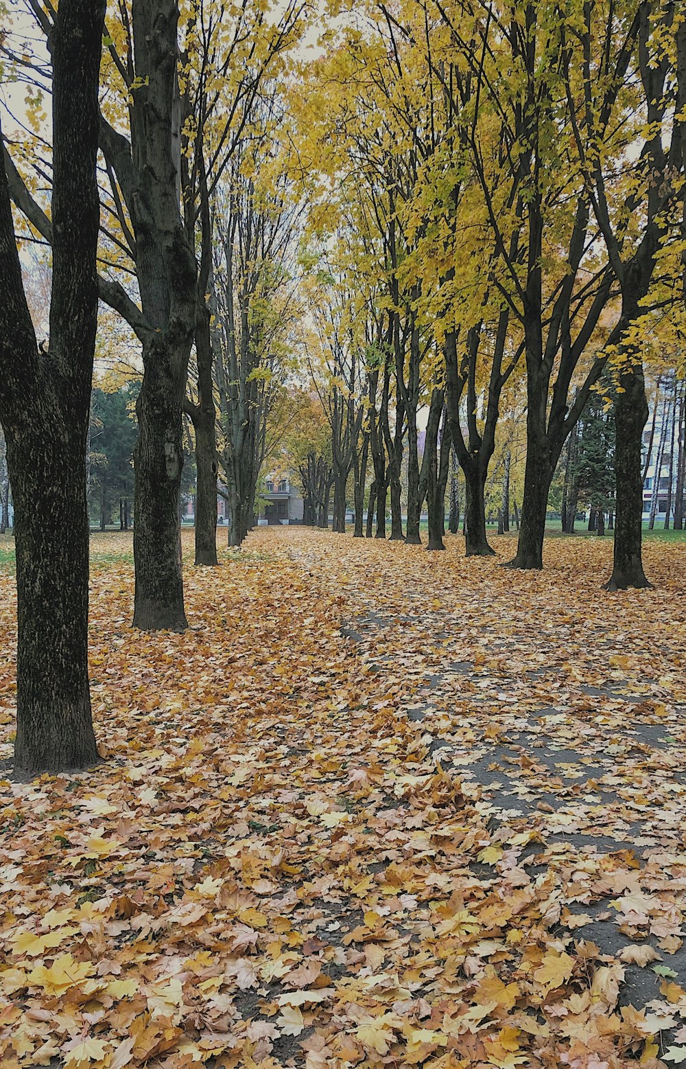 Camino entre árboles durante el día