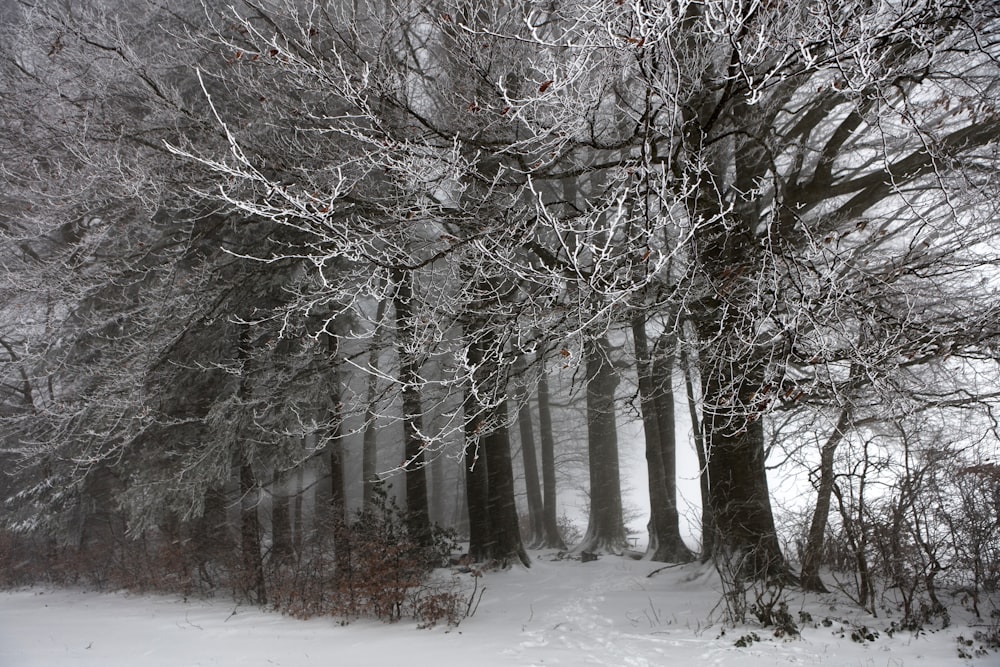 snow-covered trees during daytime