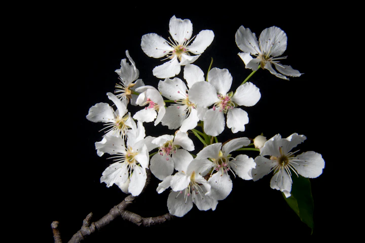 White pear blossoms on branches — visual inspiration for English Pear & Freesia