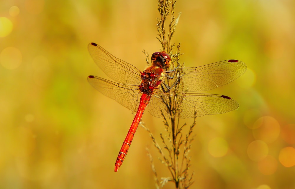 red dragonfly perched on plant