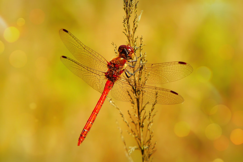 red dragonfly on plant