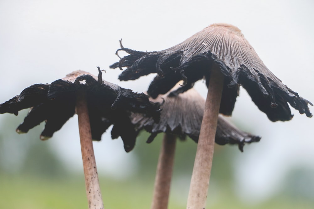 three grey mushrooms