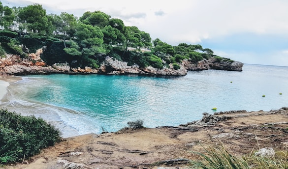 A serene coastal landscape featuring a small bay with clear turquoise water bordered by rocky cliffs and lush green pine trees. The shoreline is sandy, and the scene conveys a peaceful and inviting environment.