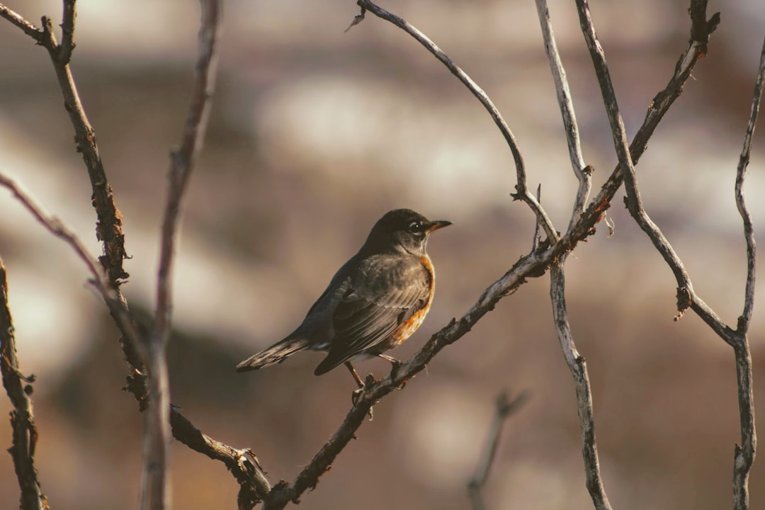 shallow focus photo of humming bird