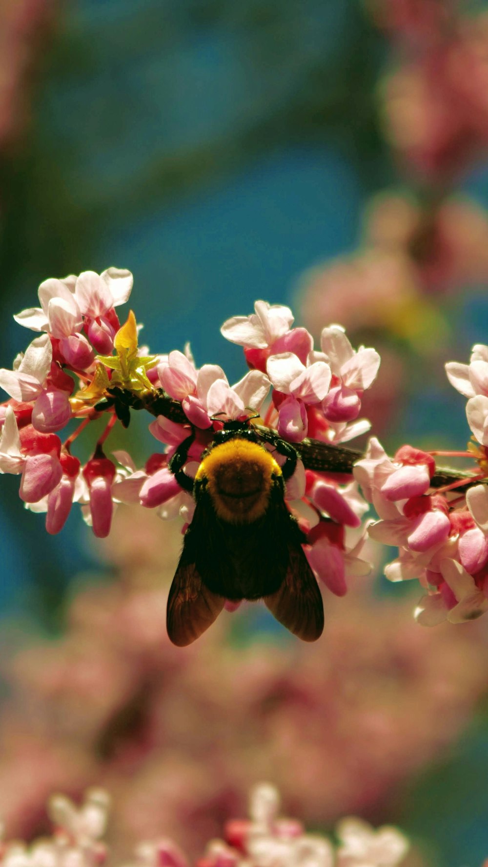 selective focus photography of bee fetched on flowers