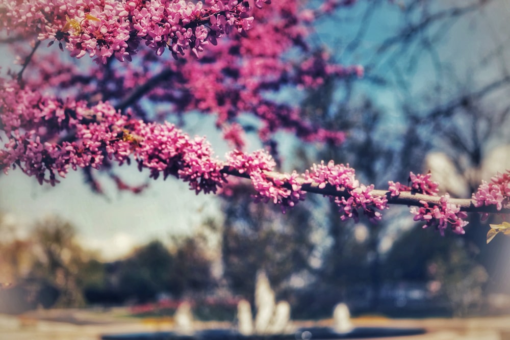 selective focus photography of pink flower