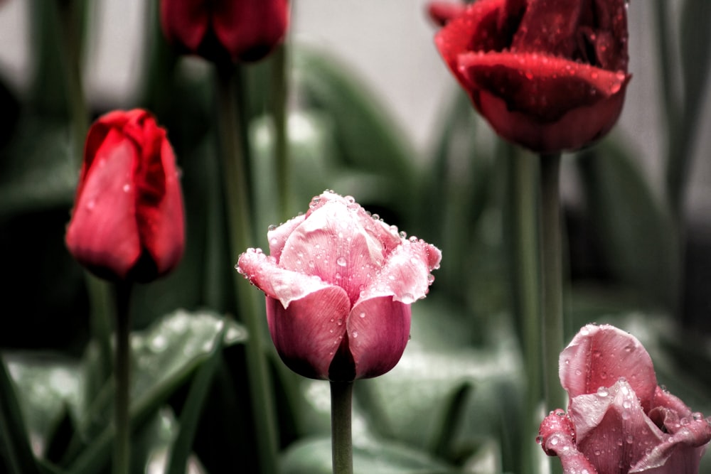 pink and red rose flowers