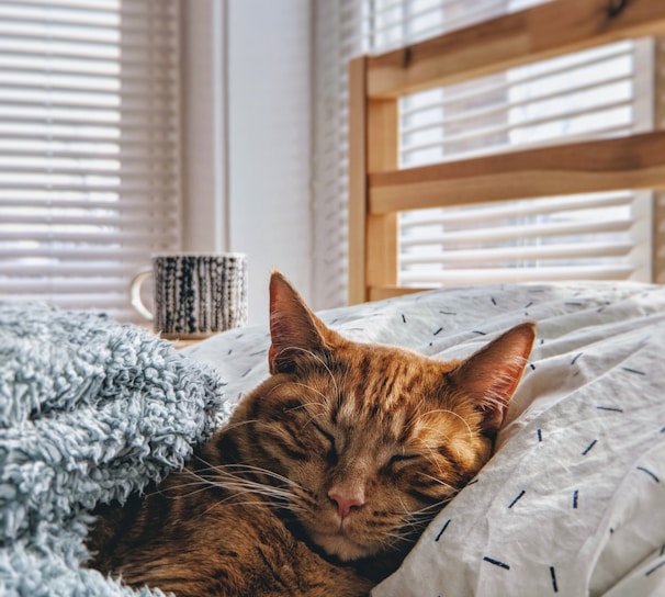 cat sleeping on bed