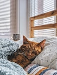 cat sleeping on bed