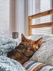 cat sleeping on bed