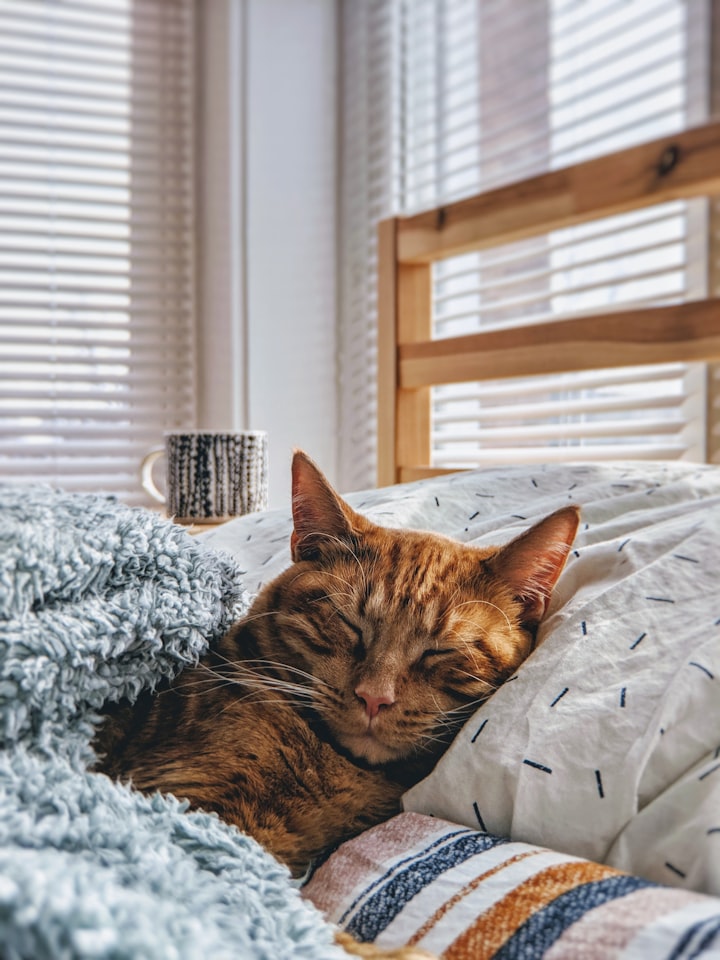 The Evolution of the Crazy Cat Lady 