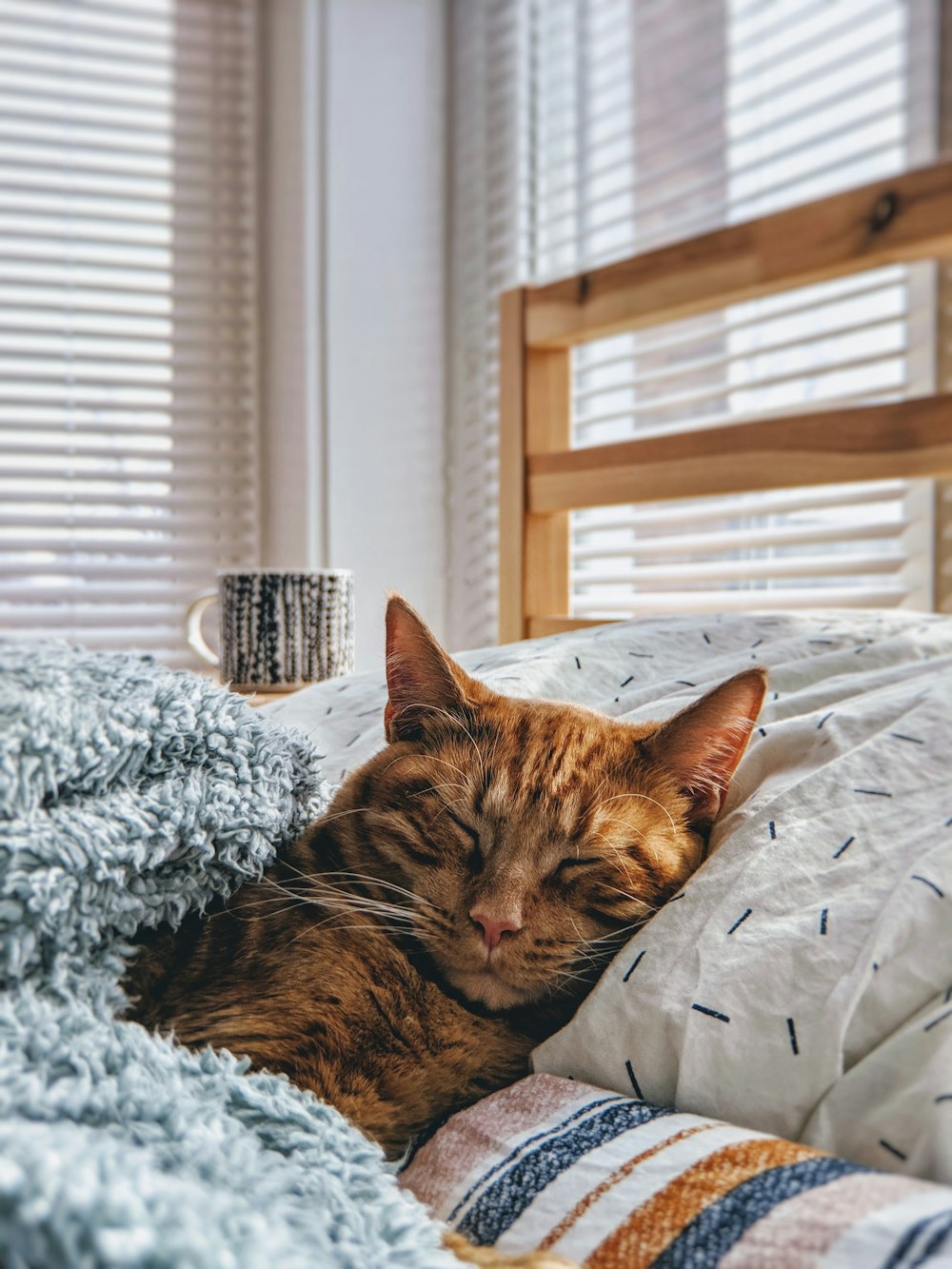 cat sleeping on bed in rented apartment