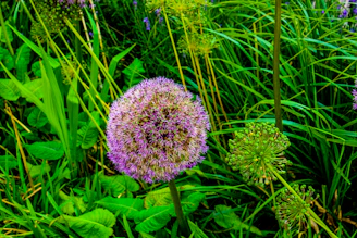 A lush garden border featuring allium flowers adding height and drama