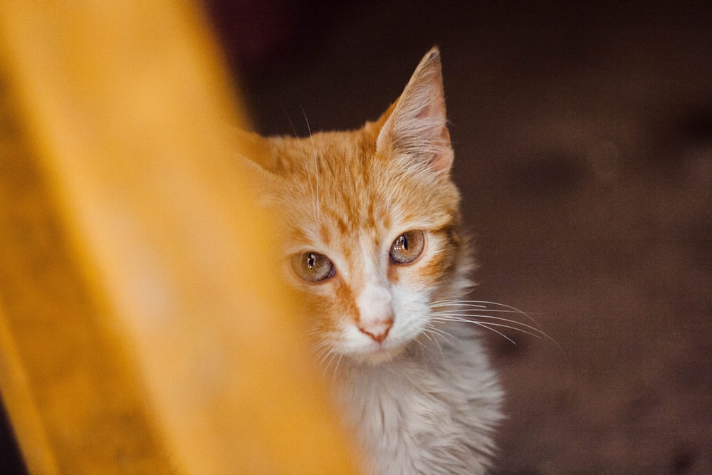 orange tabby cat on selective focus photography
