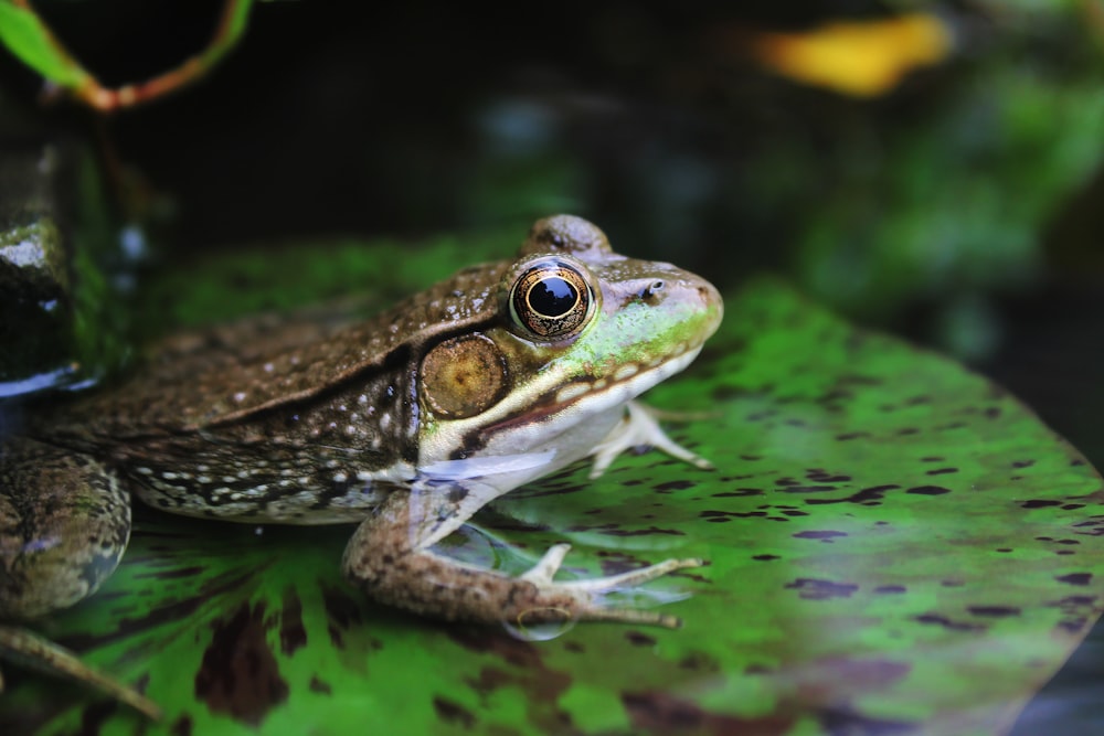 brown frog on lily pad