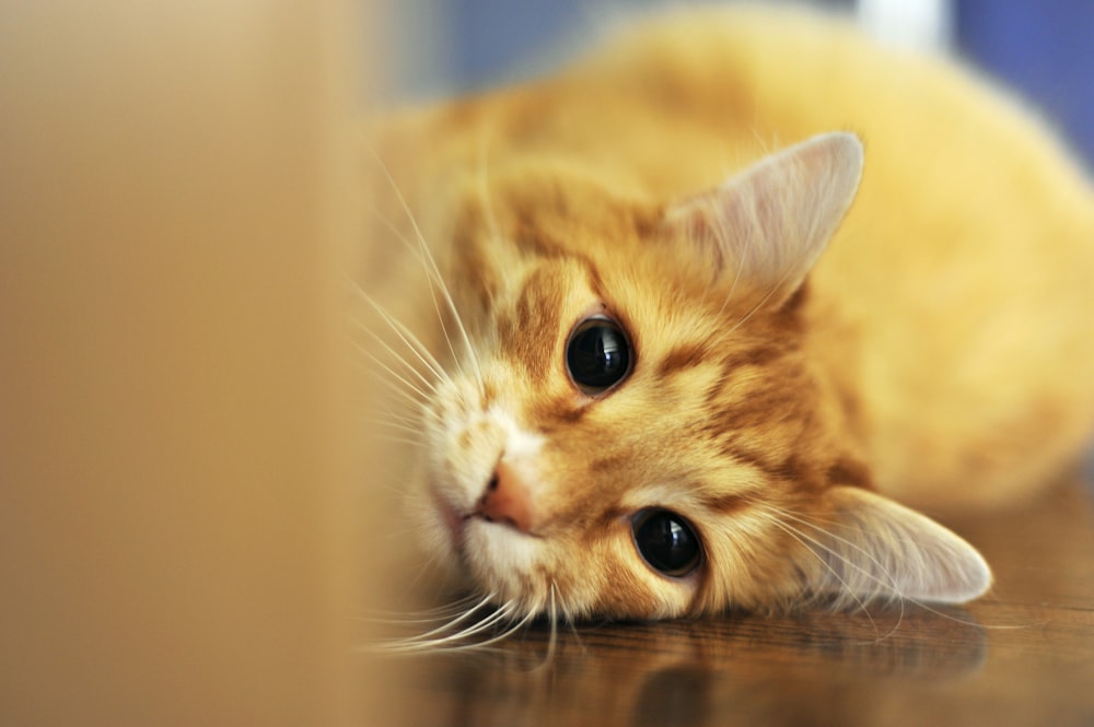 orange tabby cat lying on floor