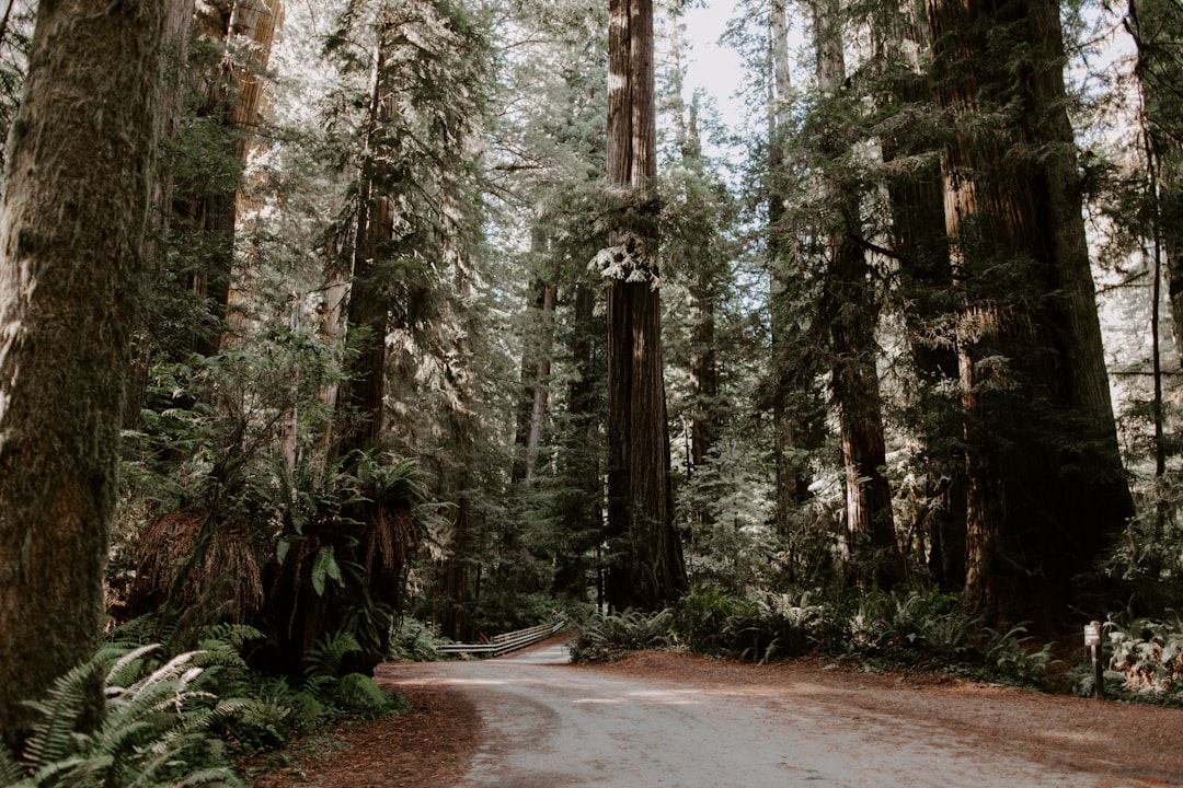 trees beside road during daytime