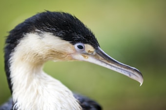 A close-up profile of a bird with a long, slender beak and striking plumage. The feathers are predominantly black with sections of white, creating a sharp contrast. The eye is a pale blue, standing out against the darker feathers. The background is blurred in a soft green hue, highlighting the bird as the main focus of the image.