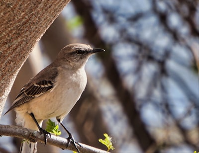 tilt shift focus photography of gray bird perched on tree during daytime