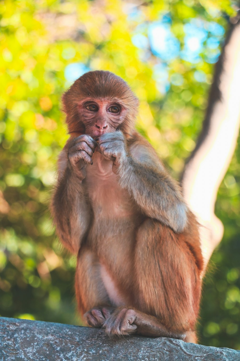 brown monkey on selective focus photography