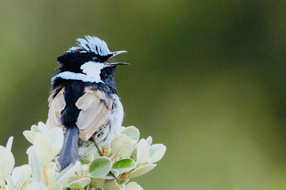 black and white bird on selective focus photo