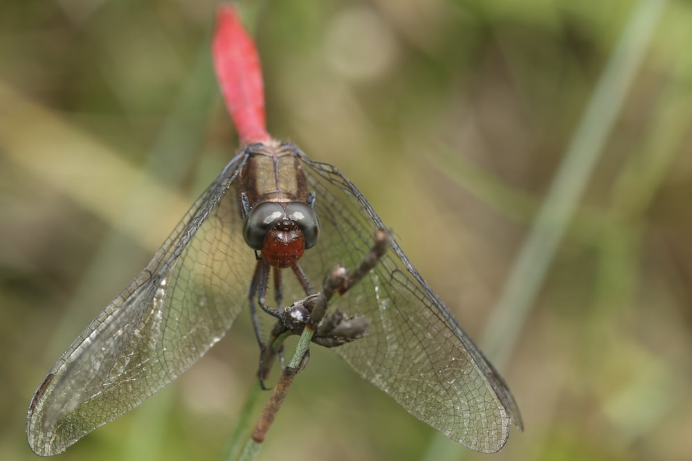 brown dragonfly on selective focus photography