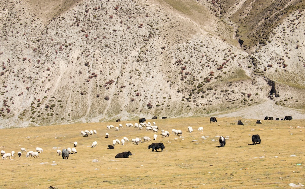 herd of sheep near mountain