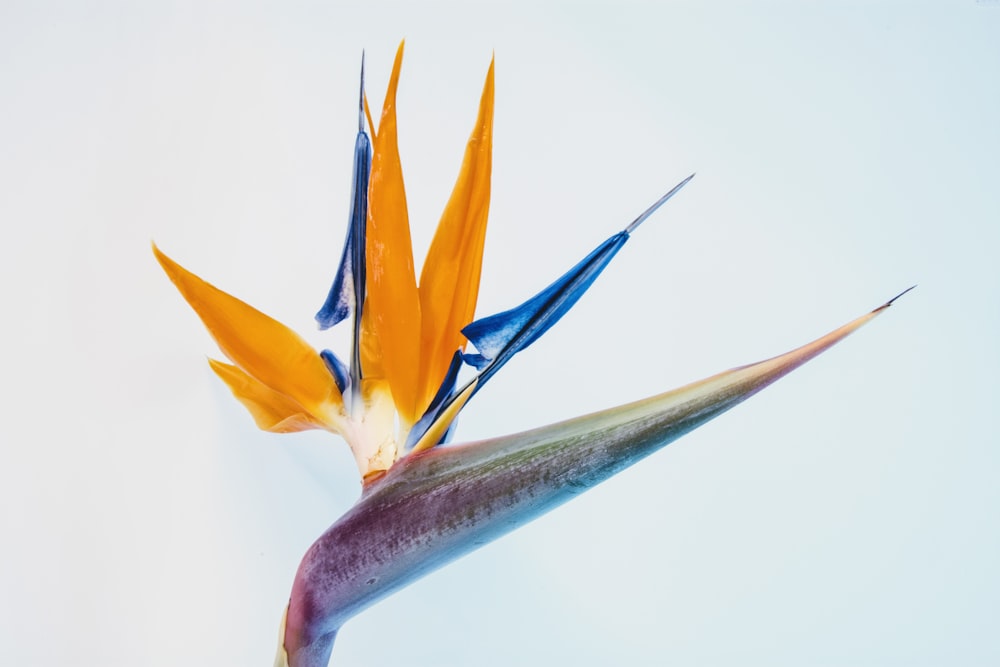 Oiseaux de paradis sur la photo de mise au point