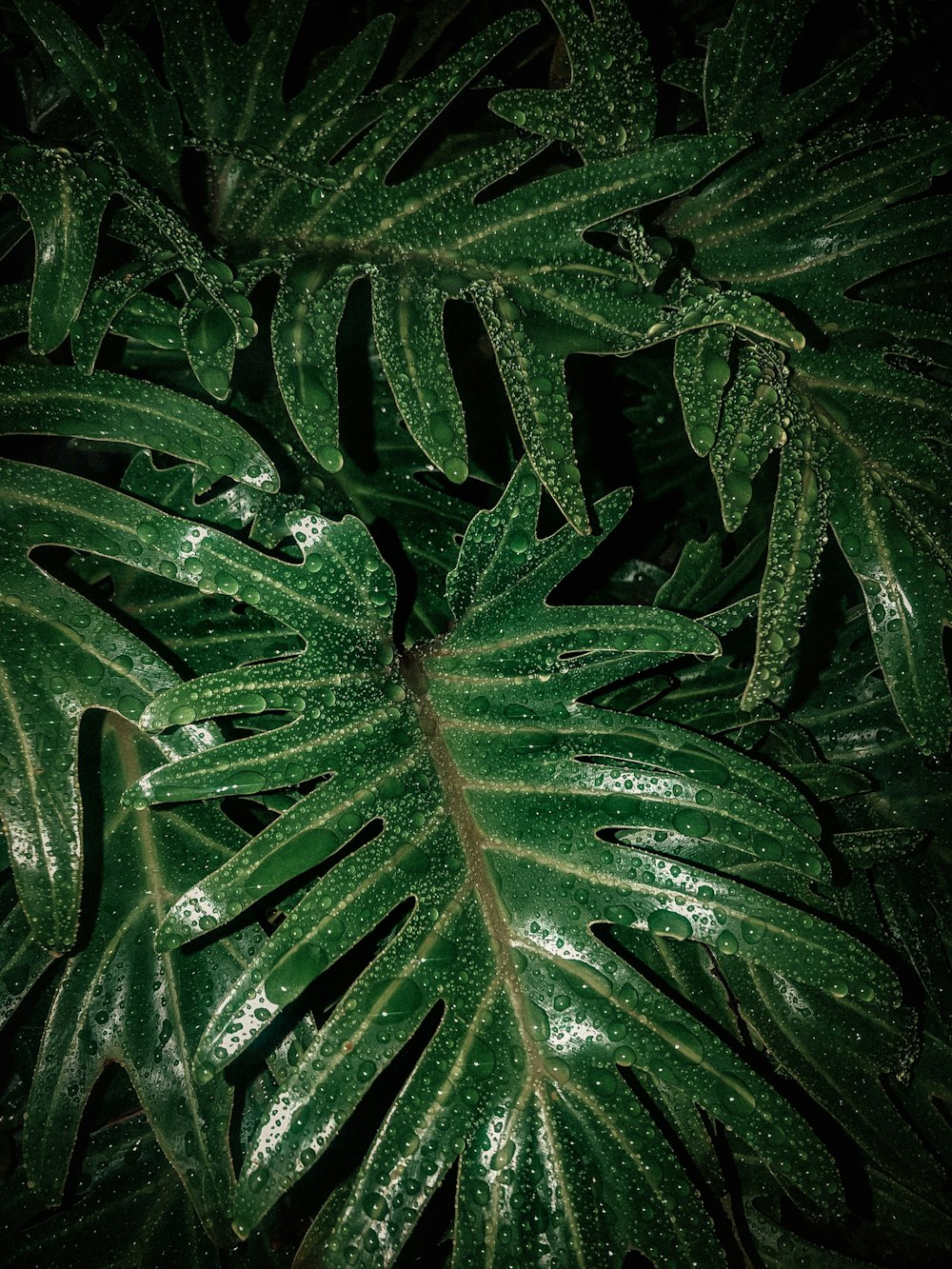 Grüne Palmenpflanze