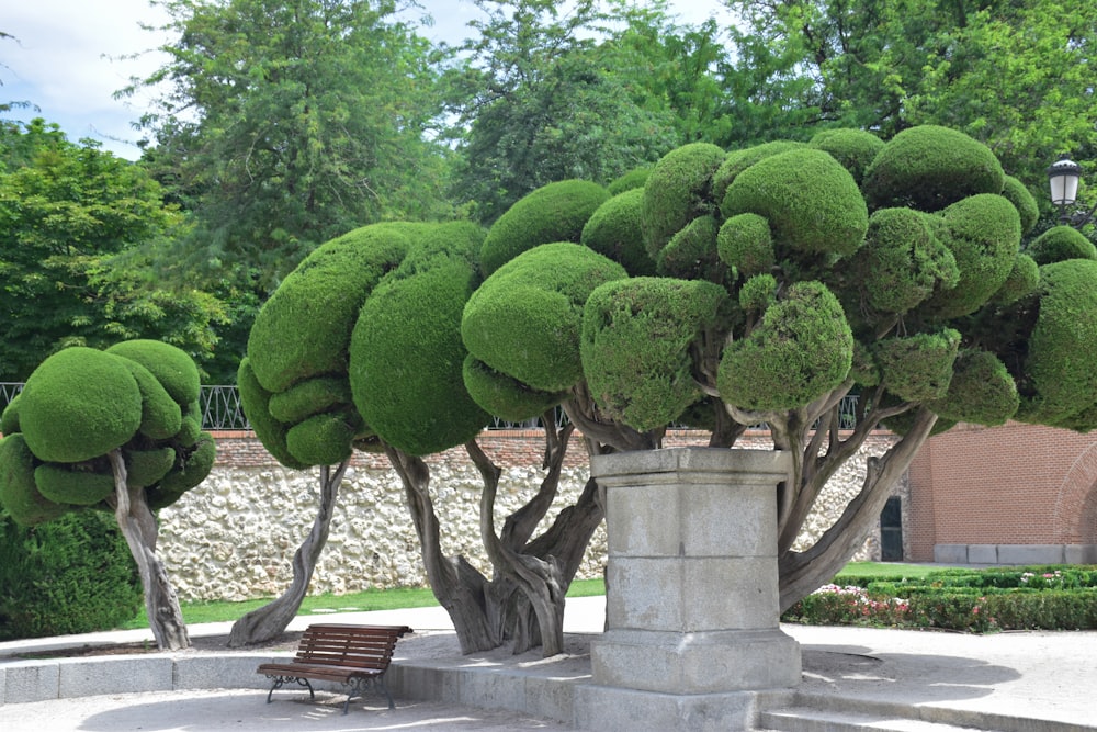 green trees near bench