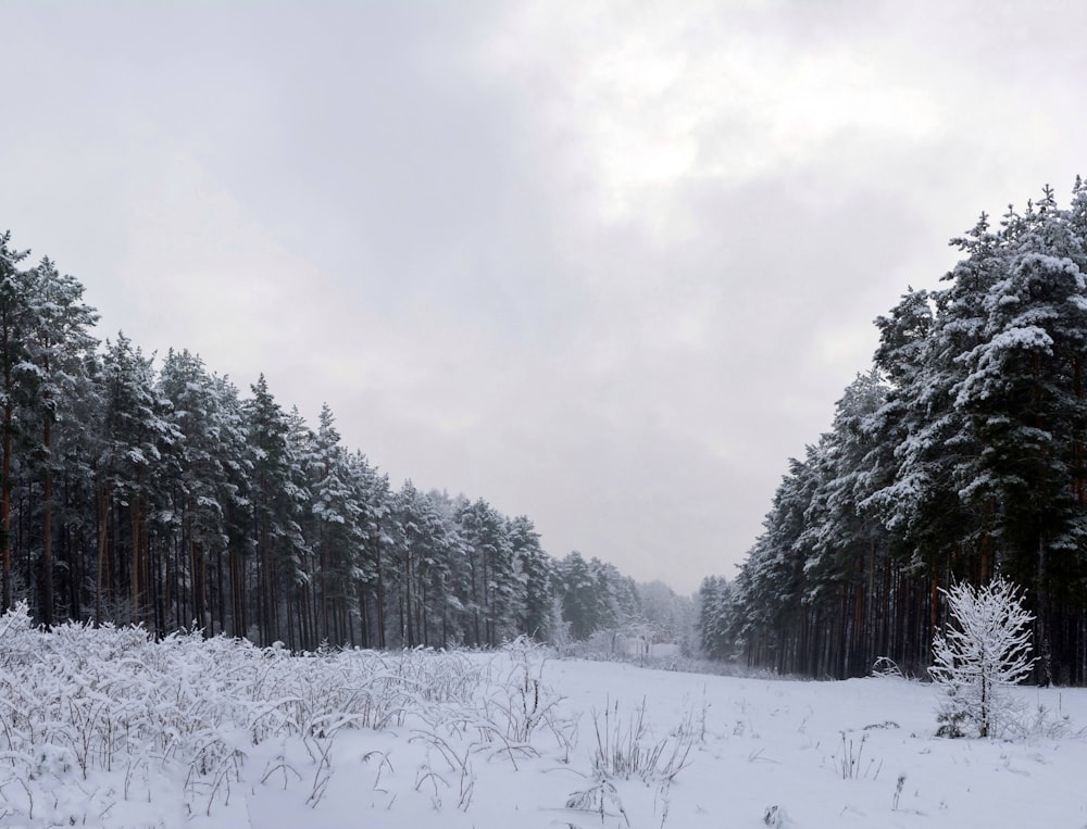 brown and green trees under cloudy sky