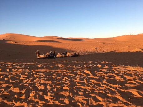 Desert Safari in Merzouga Morocco: What to Expect.