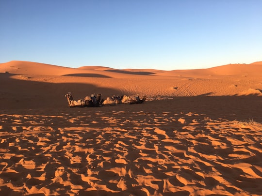 camels on desert during daytime in Errachidia Province Morocco