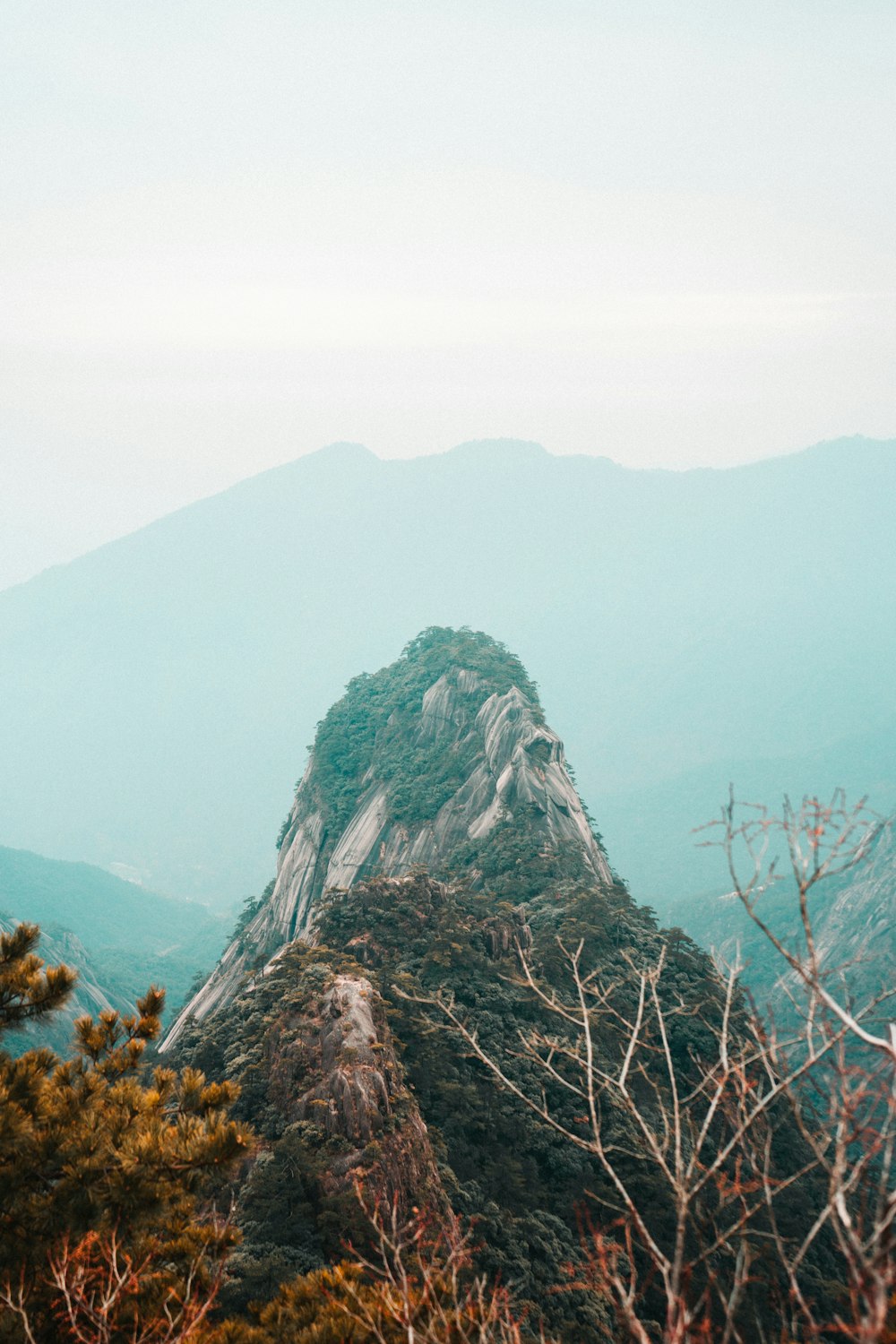 trees and plants near mountain