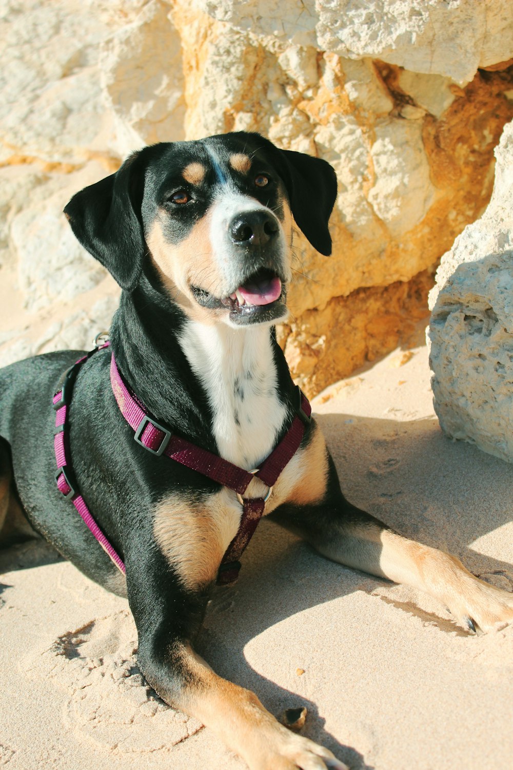 dog lying on sand