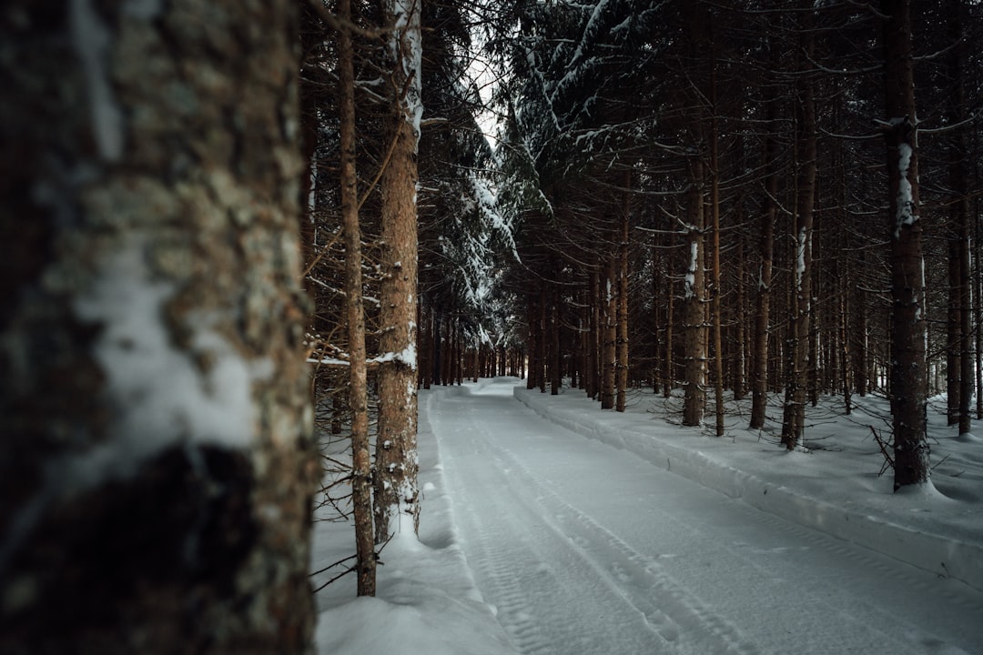 road between snow-covered trees during daytime