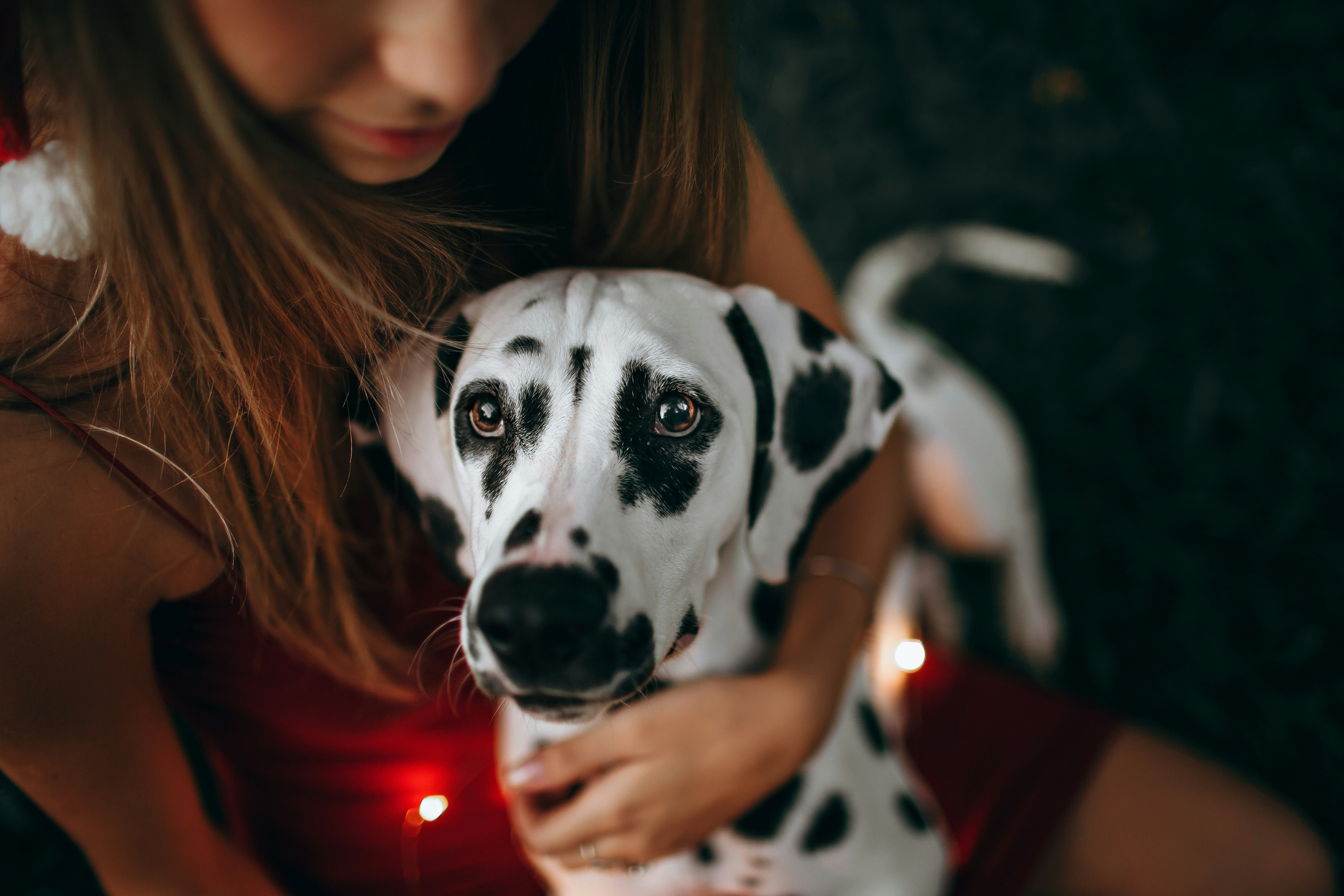 Comforting a fearful dog during a thunderstorm