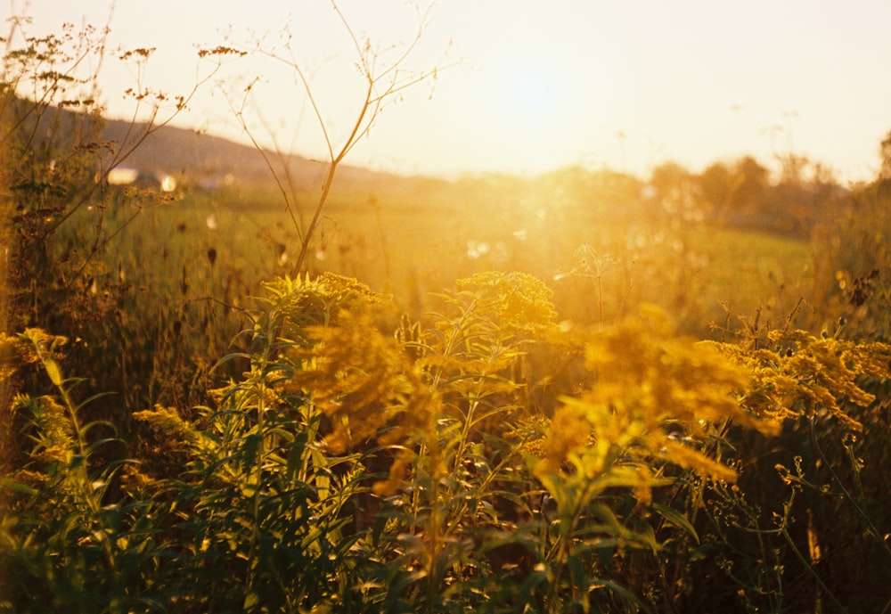 photo en gros plan de plantes