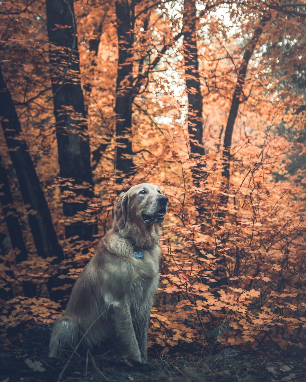 adult light golden retriever surrounded by trees