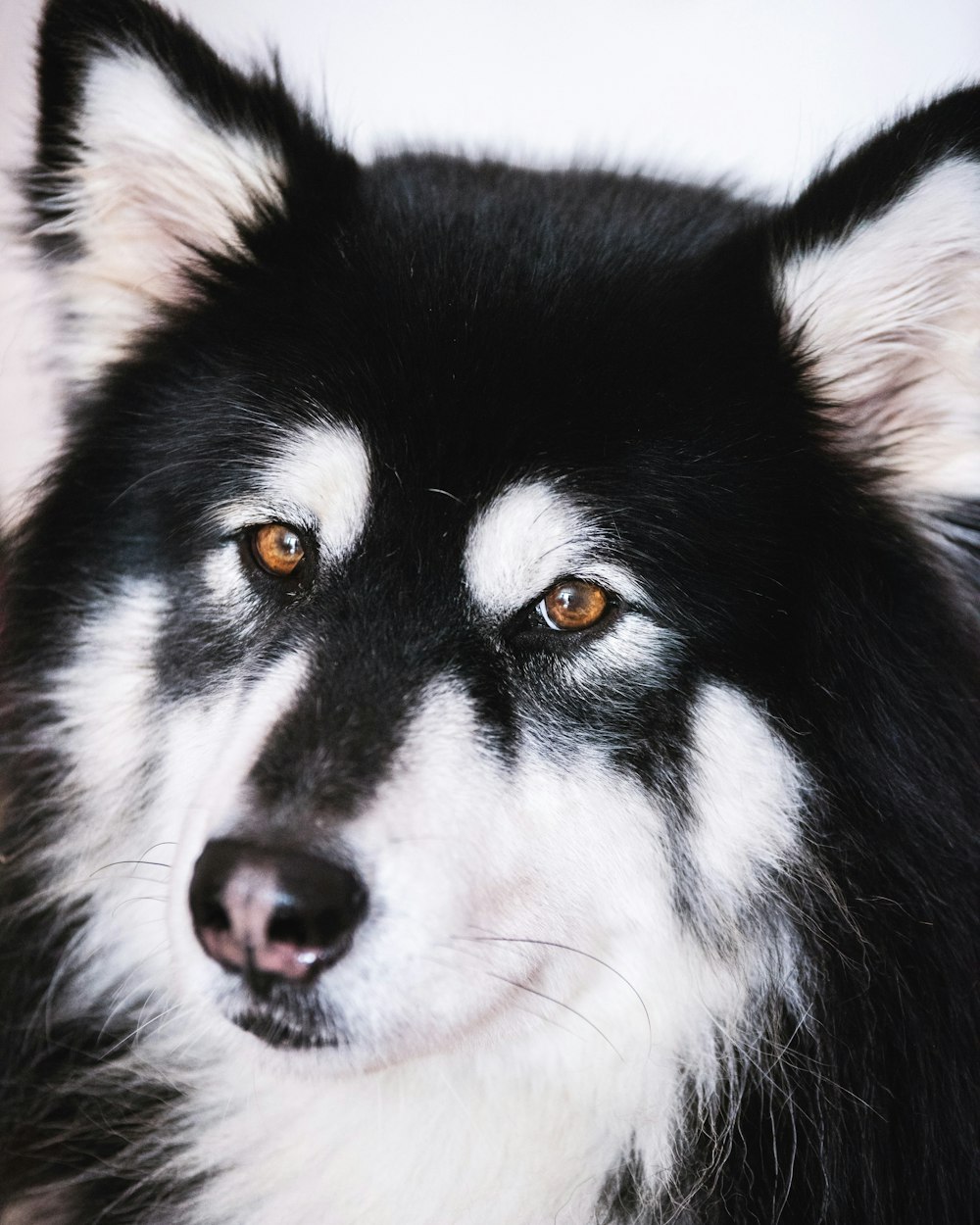 long-coated black and white dog