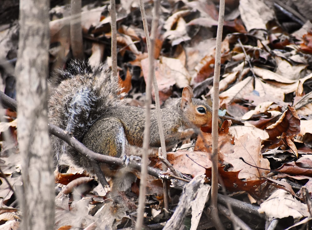 grey squirrel on ground covered with dried leaves