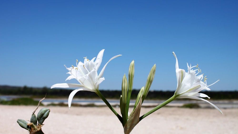 Zwei weiße Lilienblüten blühen in der Nähe des Strandes