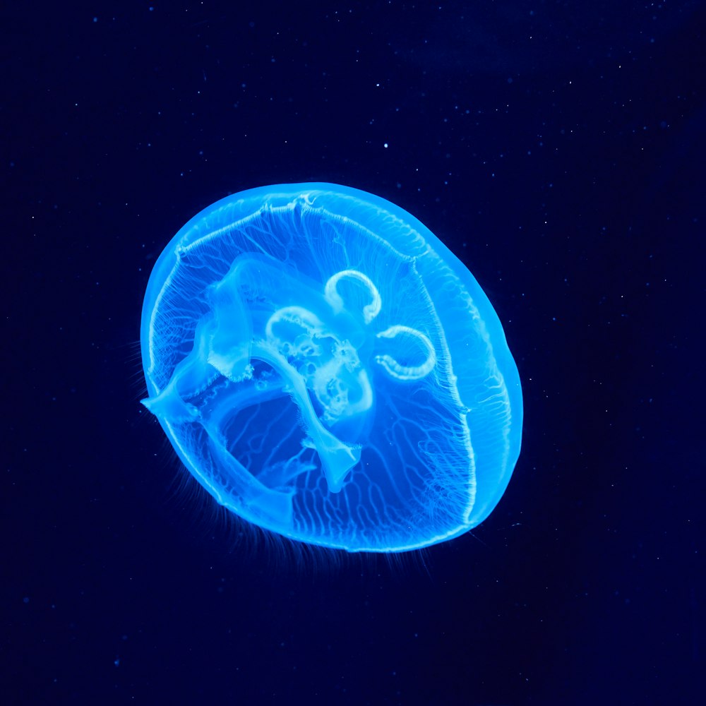 blue and white jellyfish