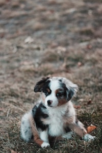 Maltipoo Puppy