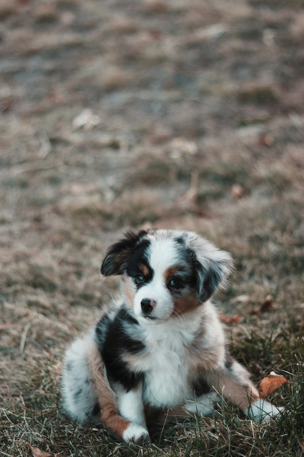 close-up photography of blue Australian shepherd puppy sitting on green grass