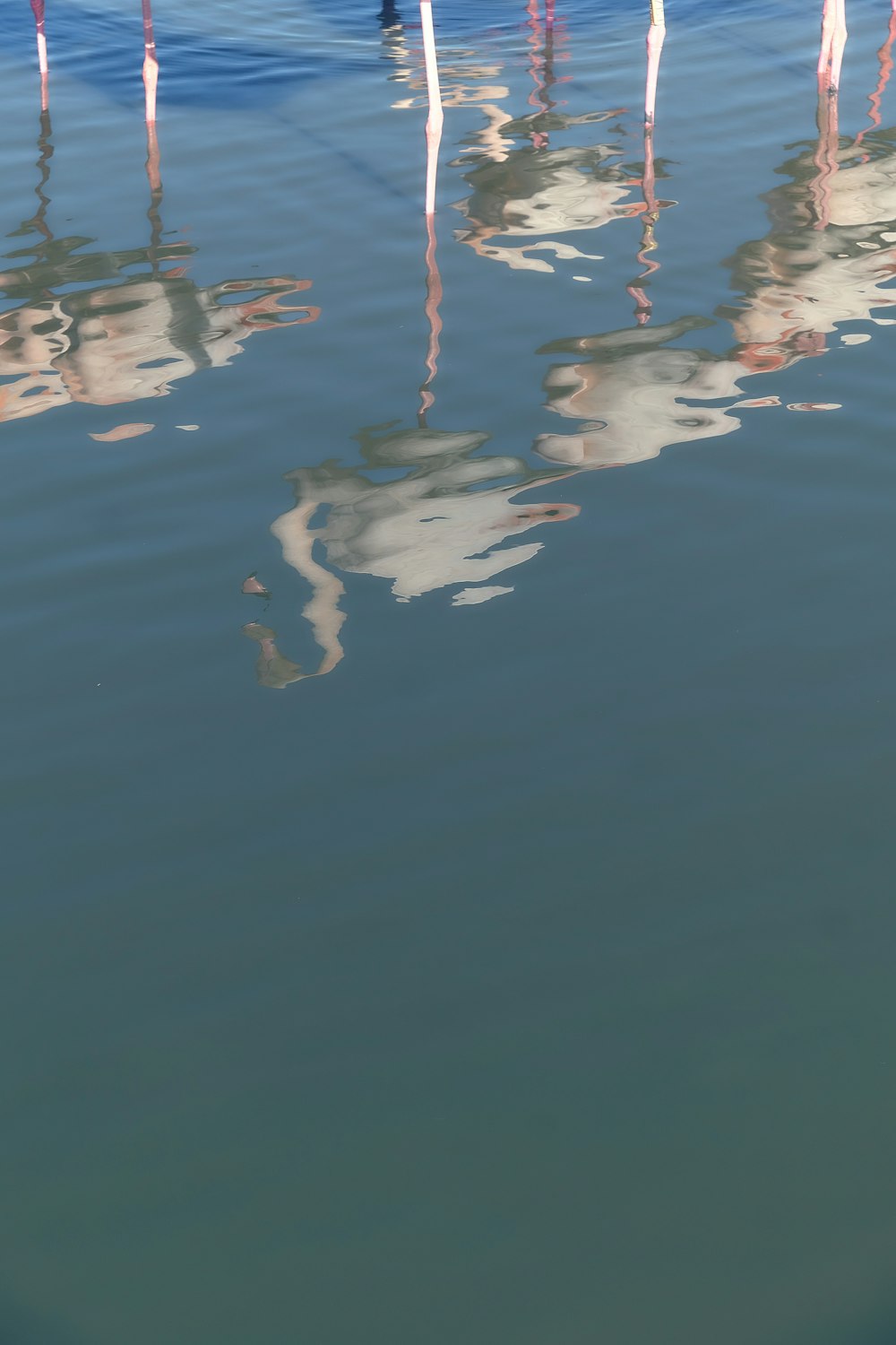 reflection of white birds on body of water during daytime