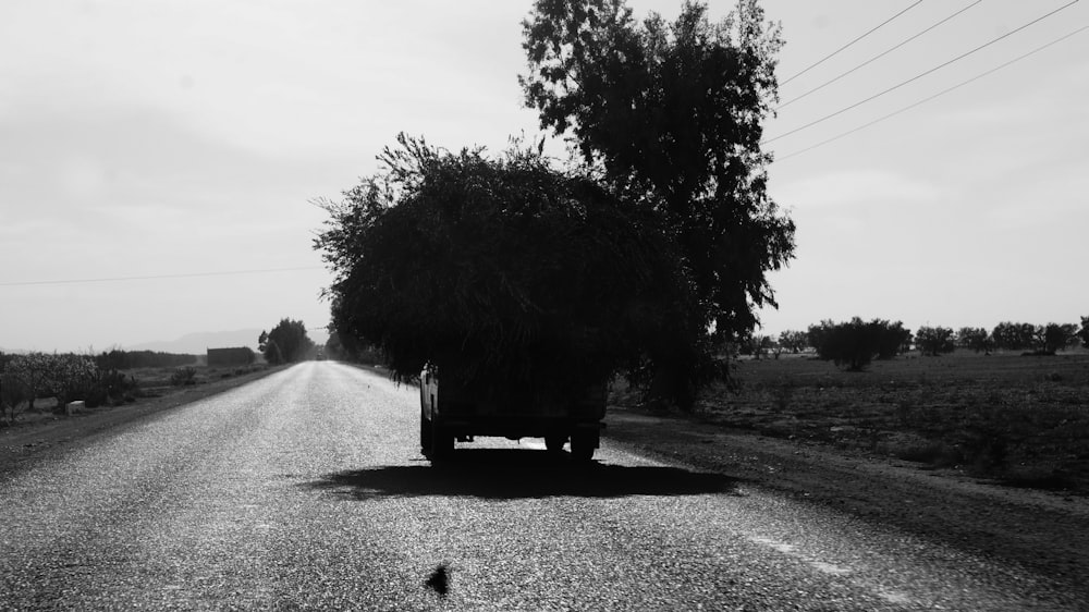 grayscale photography of vehicle carrying plant on road