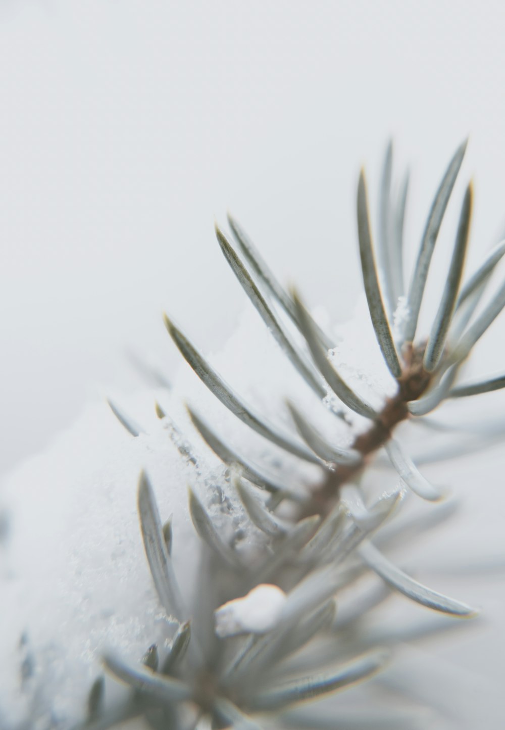 close-up photography of plant coated with snow