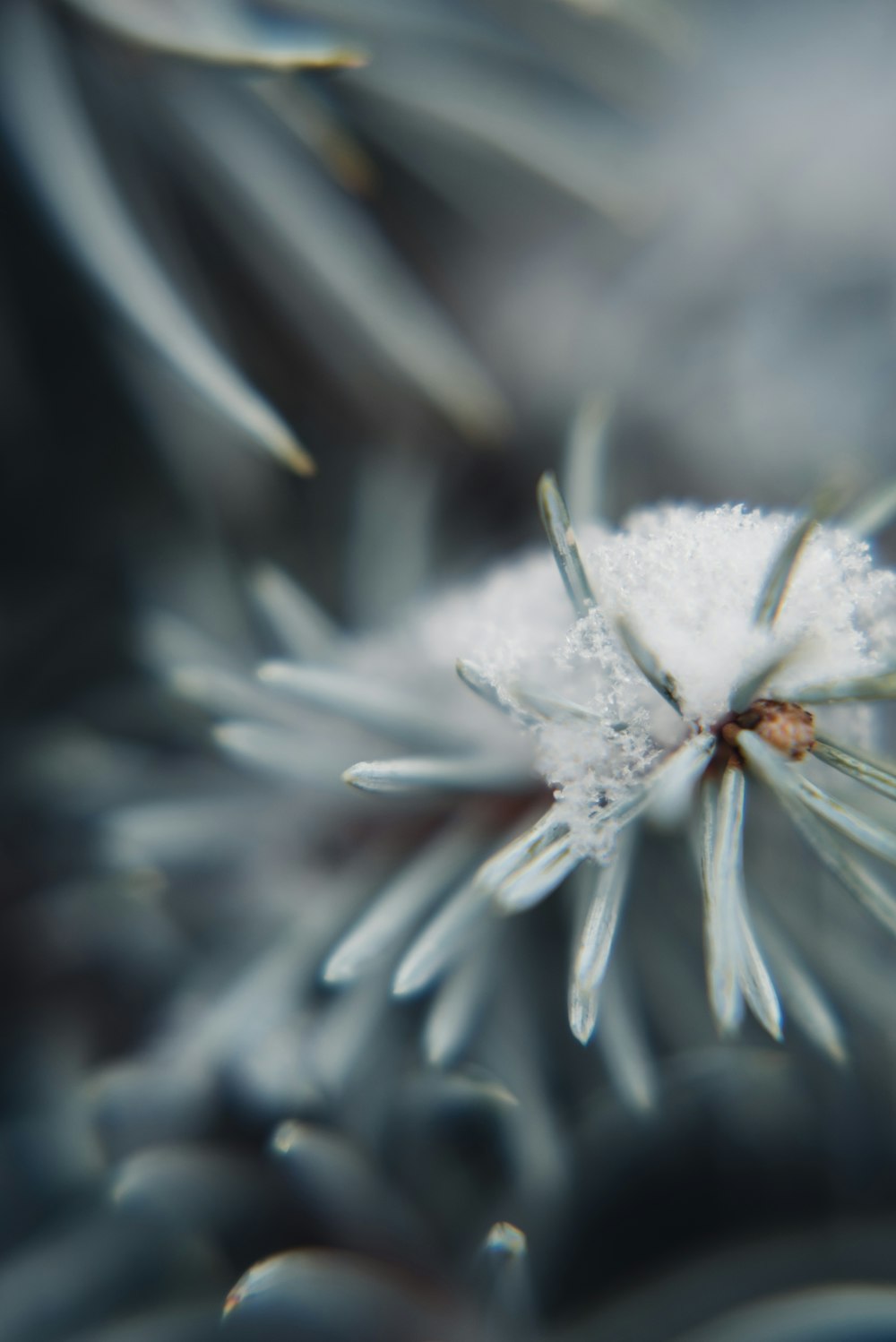 selective focus photo of petaled flwoer