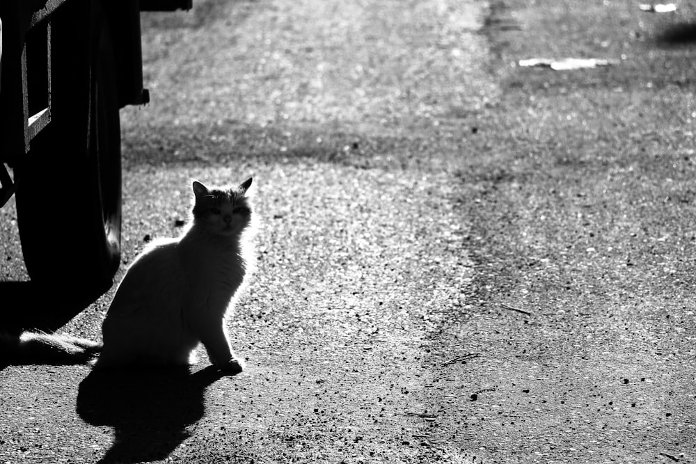 silhouette cat on road